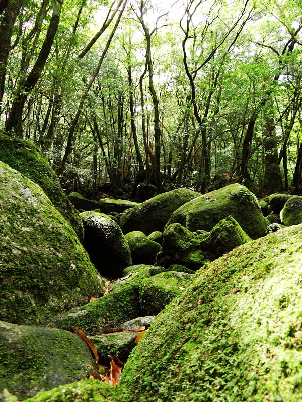 屋久岛