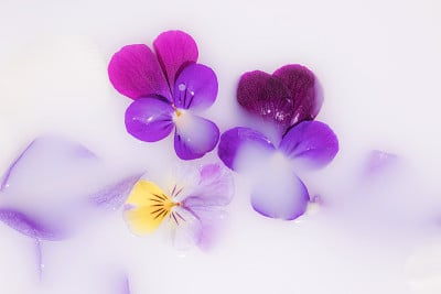 奶水中的花