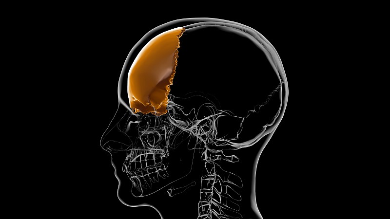 人体骨骼颅骨额骨解剖医学概念3D