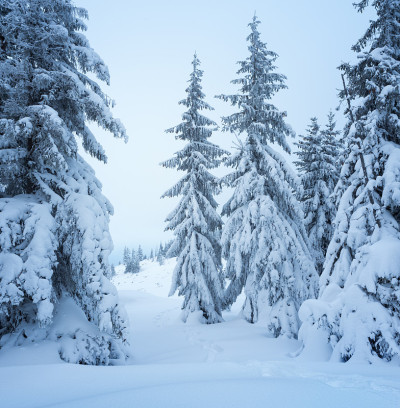 冬天雪地里的山林