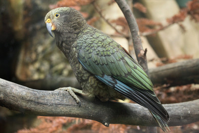 Kea(内斯特·诺塔比利斯)。