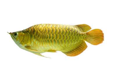 金背龙鱼(Cross Back Golden, CBG)