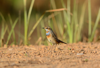 蓝喉男性(Luscinia svecica)