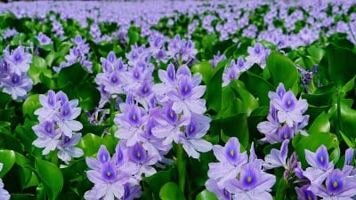 水葫芦， 奈良， 贾帕