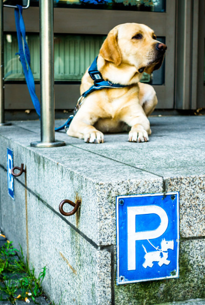 狗停车