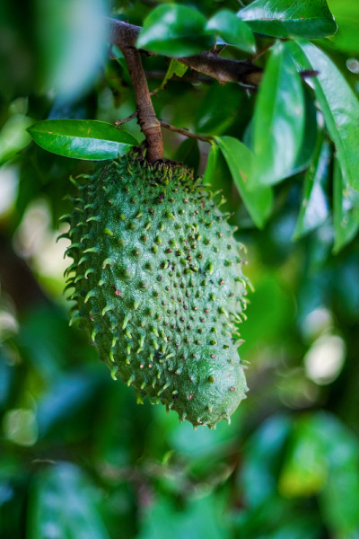 Soursop