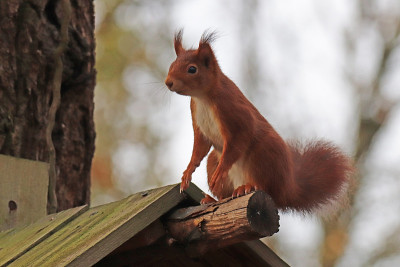 红松鼠(Sciurus vulgaris)。