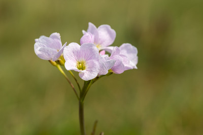 杜鹃花(草地碎米草)