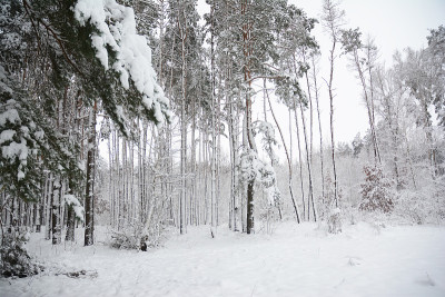 森林里的松树上覆盖着积雪。冬天的景色