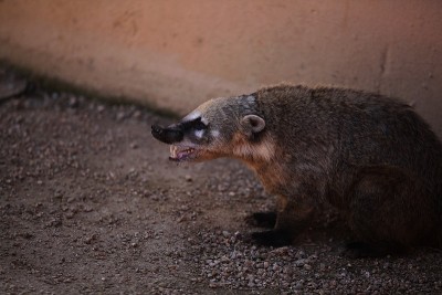 獾
