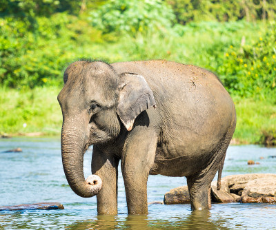 Elephatnt