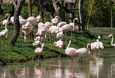 大火烈鸟(Phoenicopterus ruber roseus)