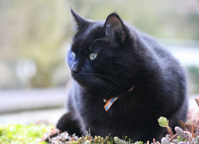 屋顶植物花园上的黑猫