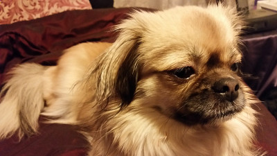 西藏猎犬
