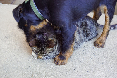 狗和猫在一起相爱