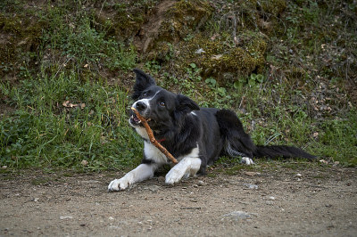 边境牧羊犬在玩棍子