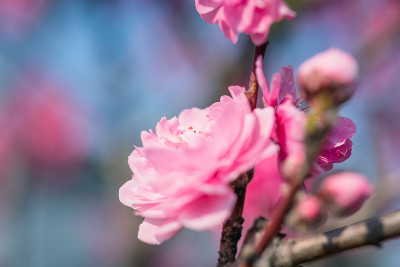 杜鹃花在春天盛开