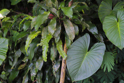 美丽的热带雨林野生植物背景
