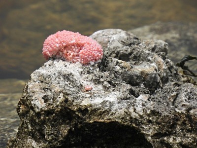 苹果蜗牛卵(凤仙花)在岩石上