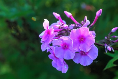 夹竹桃。花园的花。
