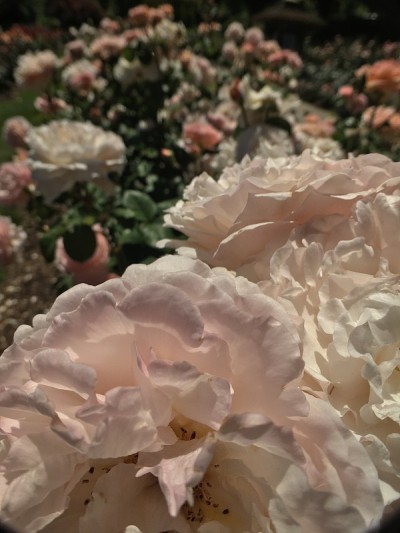 粉红色和白色的玫瑰花蕾排成一排