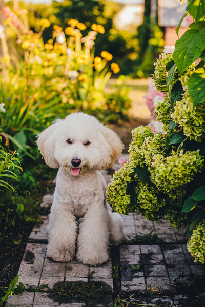 白色的贵宾犬