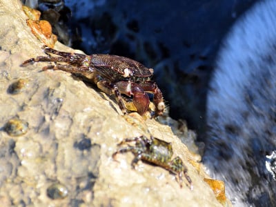 海岸蟹(Pachygrapsus marmoratus)在海岩石上