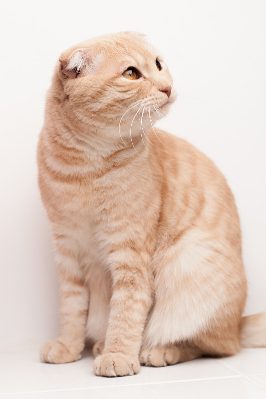 猫的肖像