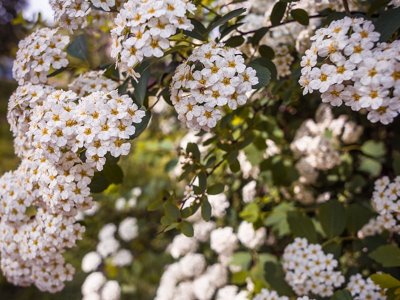 枝上有白花绣线菊。