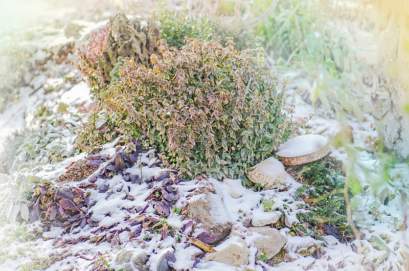 冬天有石头的高山滑梯。高山滑坡的碎片。冬天白雪覆盖的花园