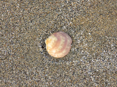 沙滩上沙滩上的橙色贝壳