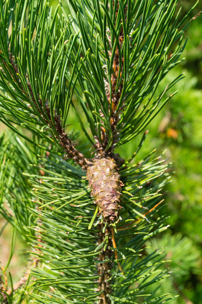 ForestPine抗旱性