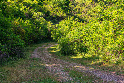 土路在绿色的山林中