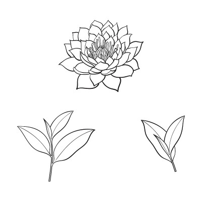 向量素描荷花，茶叶集