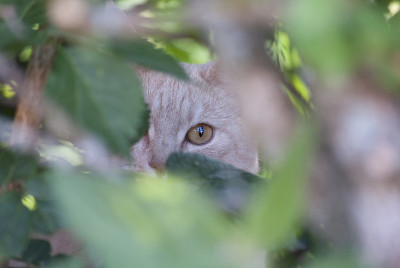 猫藏