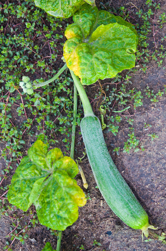 菜园里的西葫芦