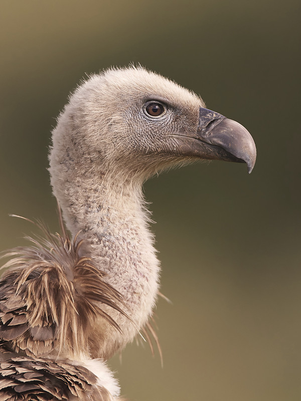 格里芬秃鹰(Gyps fulvus)