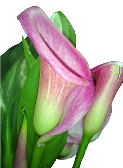 Zantedeschia