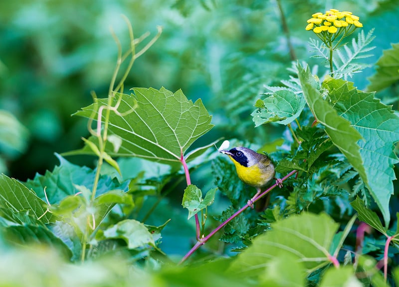 常见的Yellowthroat。