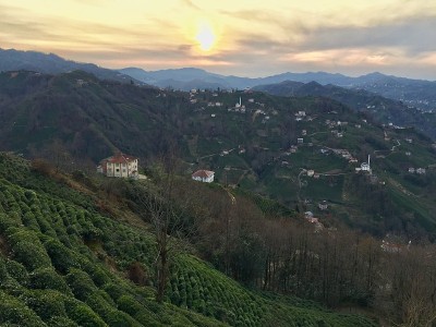 红茶新茶村