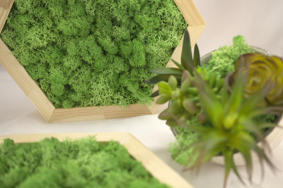 有苔藓的六角形面板