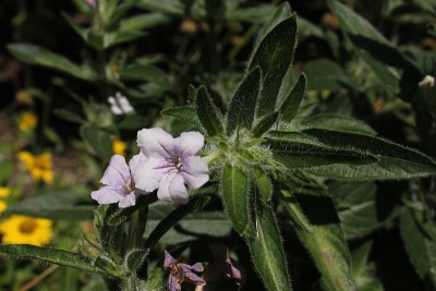 “野生矮牵牛花”的花-鲁埃利亚