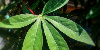 森林里的绿色木薯叶植物