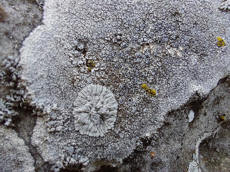 地衣是真菌和藻类的共生生物。它们能在岩石上干净地生长