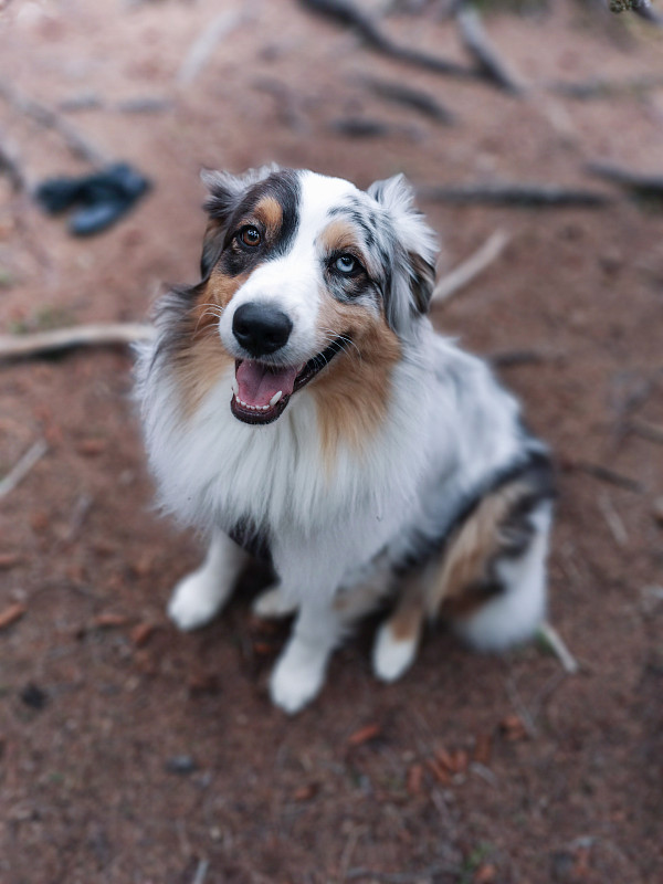 澳大利亚牧羊犬摆姿势。