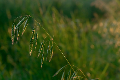 背景是绿色的小草