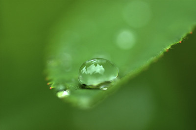 叶子上的水滴