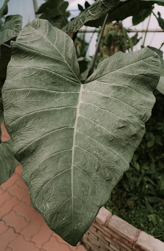 泰国诗丽吉皇后植物园的巨型芋头