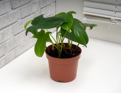 黄花菜是常绿植物的一个大属