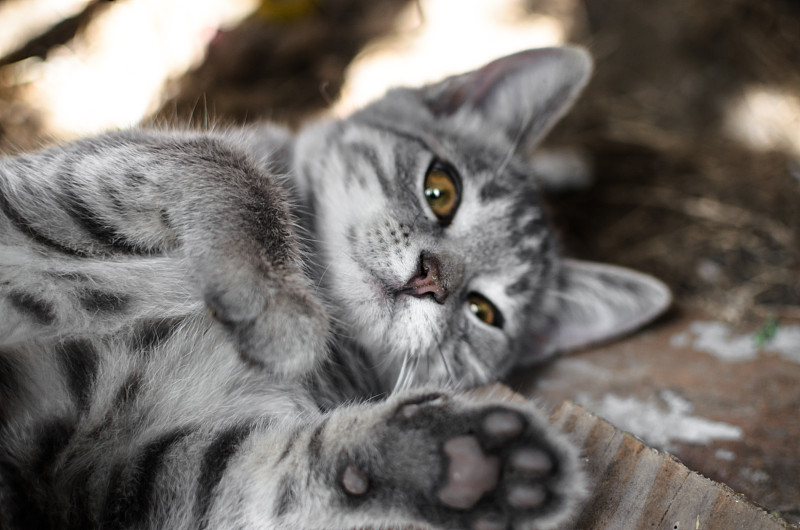灰色的小猫在晒太阳